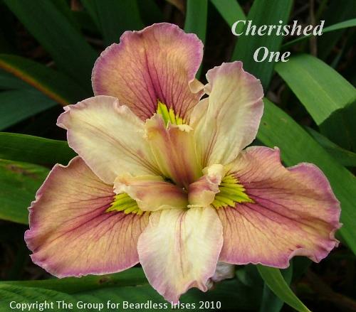 Cherished One